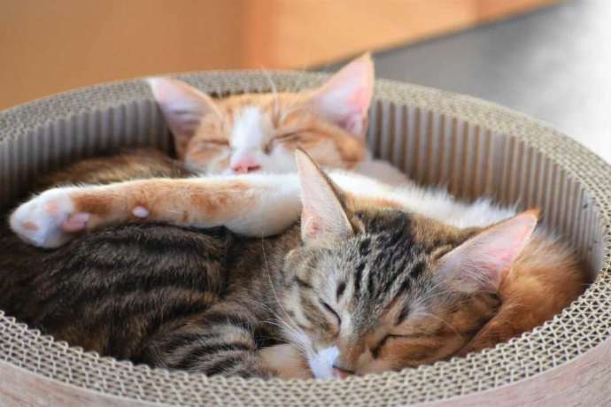2匹の猫が一緒に昼寝をしている様子