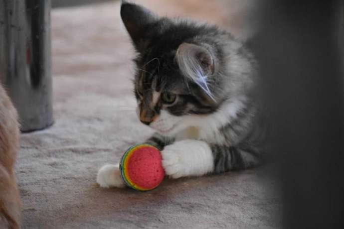 ボールで遊ぶノルウェージャンフォレストキャットの子猫