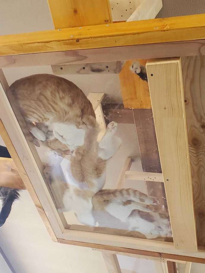 透明のキャットタワーに乗っている猫の写真
