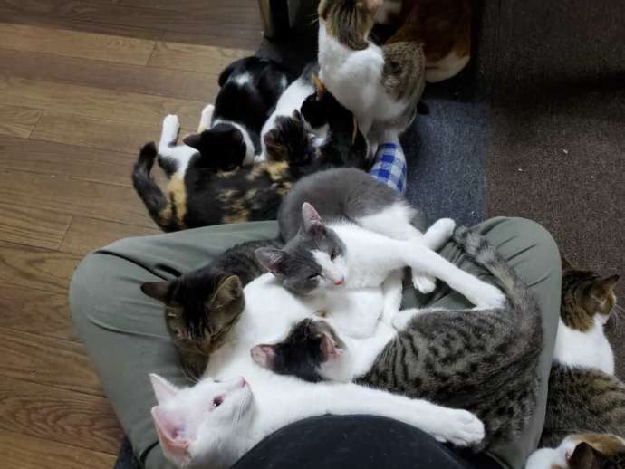 膝の上に集まる猫たちの写真