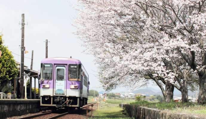 満開の桜と「北条鉄道」の気動車