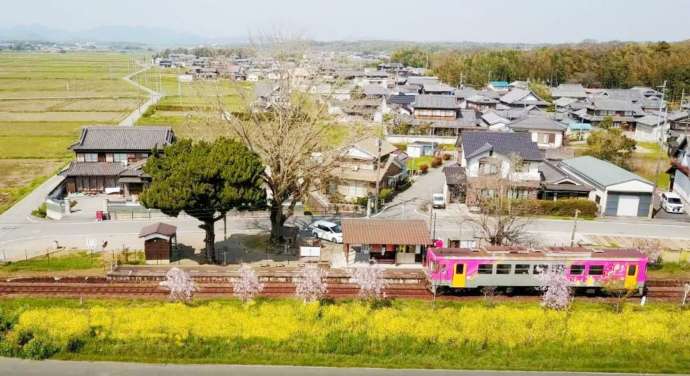 枝垂桜と菜の花が開花した「北条鉄道」網引駅と気動車
