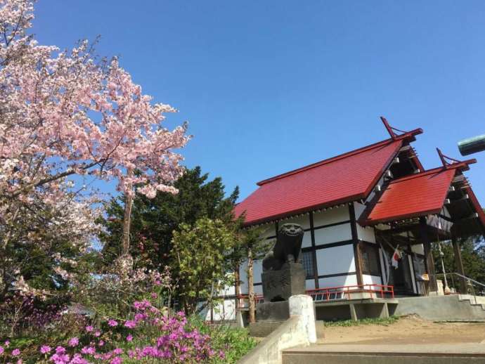 桜の季節の江部乙神社