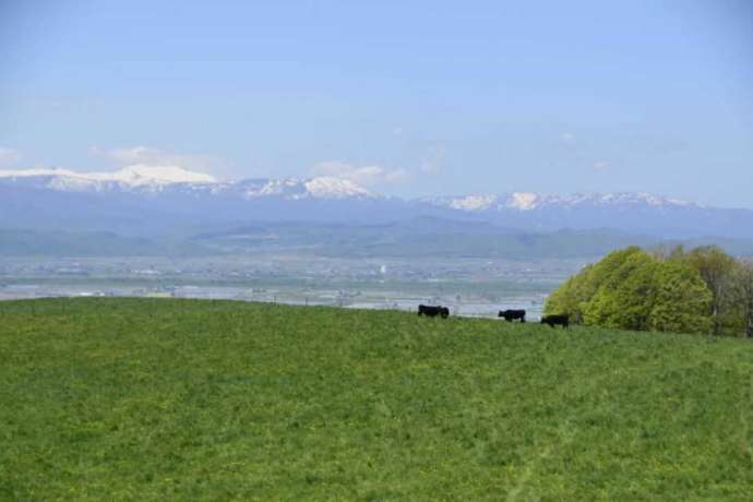 丸加高原展望から見た牛の放牧