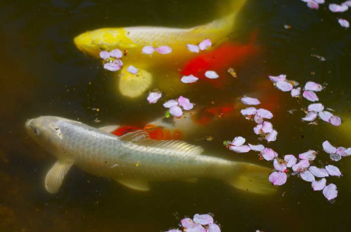 北海道中富良野にある北海道風景画館の画家の庭の池の鯉