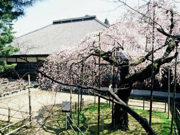 宝光寺の城東窟の桜と本堂