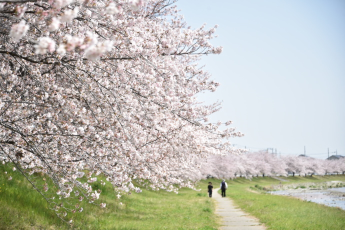 満開のこだま千本桜