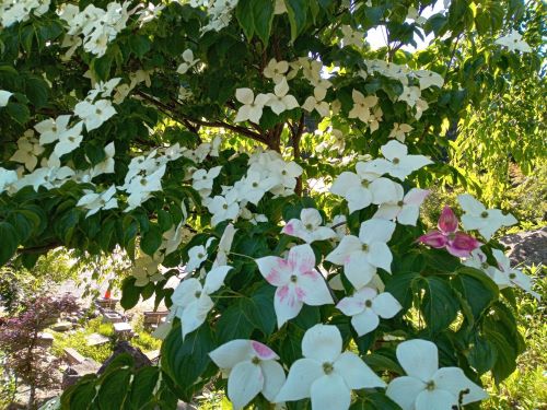 妙法寺の境内の木に咲く白い花