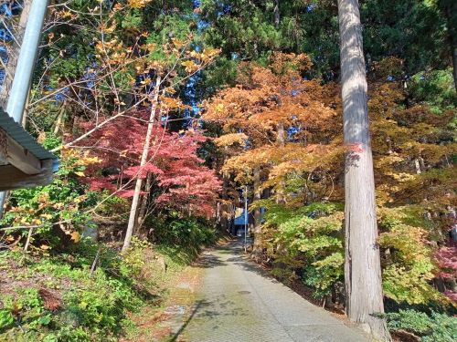 妙法寺の道と色づく木々の景色