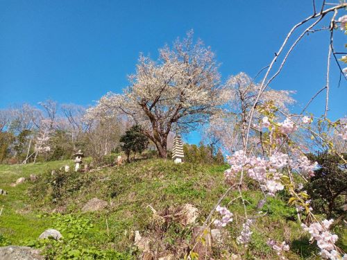 妙法寺の境内に咲くしだれ桜