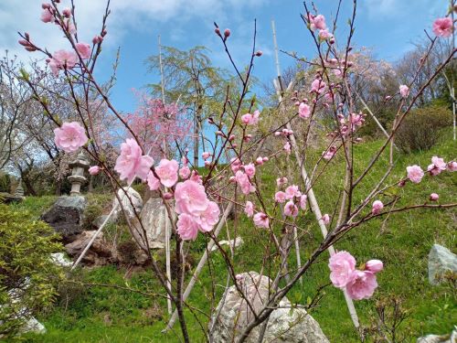 妙法寺の丘と境内で咲くピンクの花