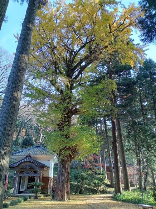 妙法寺のイチョウの木