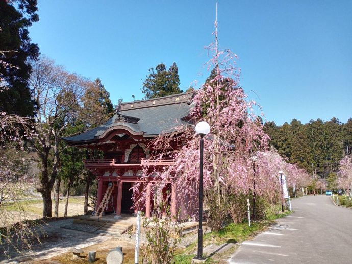 本山村田妙法寺で見られるしだれ桜