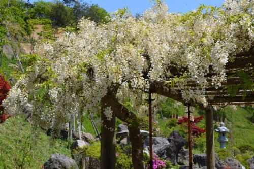 「妙法寺」で見られる花 その4