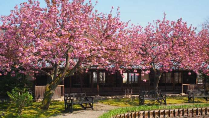 北方文化博物館の満開の八重桜