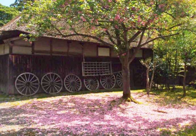 北方文化博物館の八重桜のじゅうたん