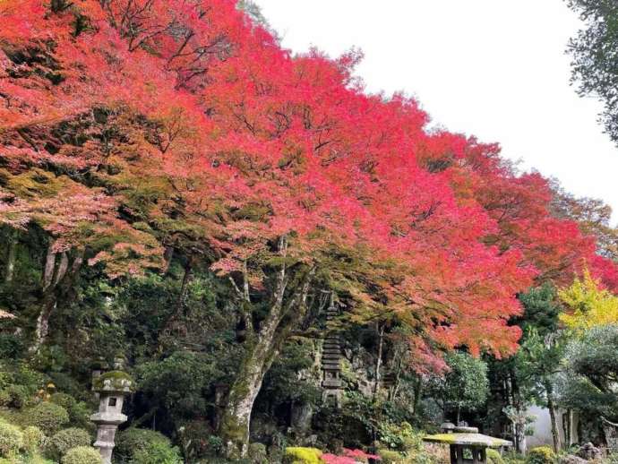 楽山荘の庭から見える真っ赤に色づいた紅葉