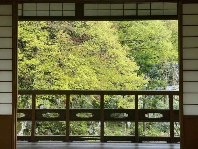 楽山荘の2階から見た新緑の様子