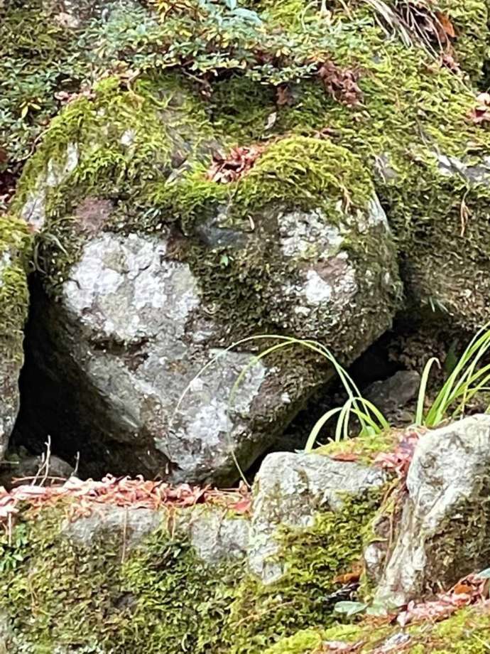 ハートの形に見える苔が生えた自然の岩