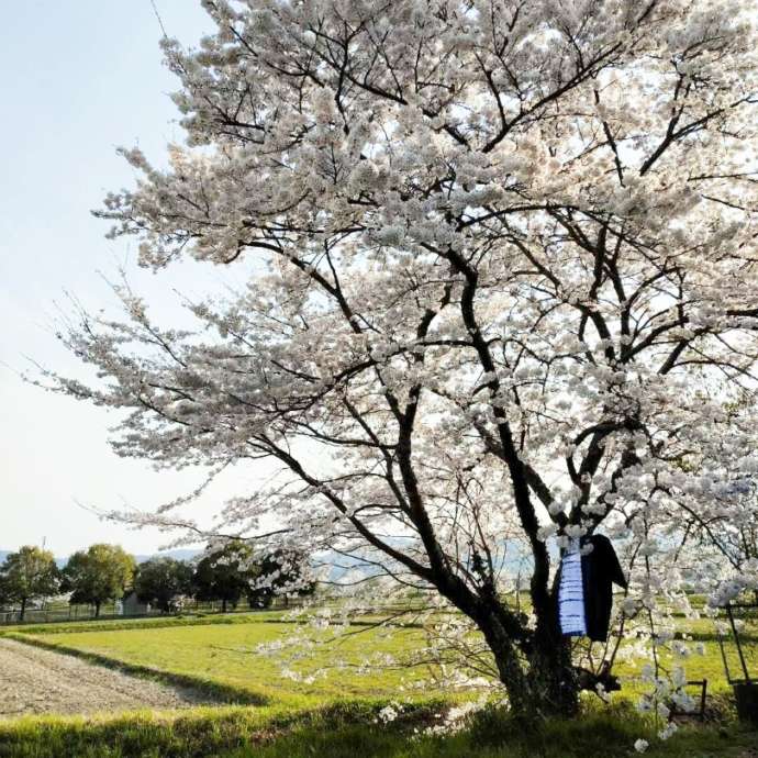 「京都ほづ藍工房株式会社」の工房前にある大きな桜の木（満開時）