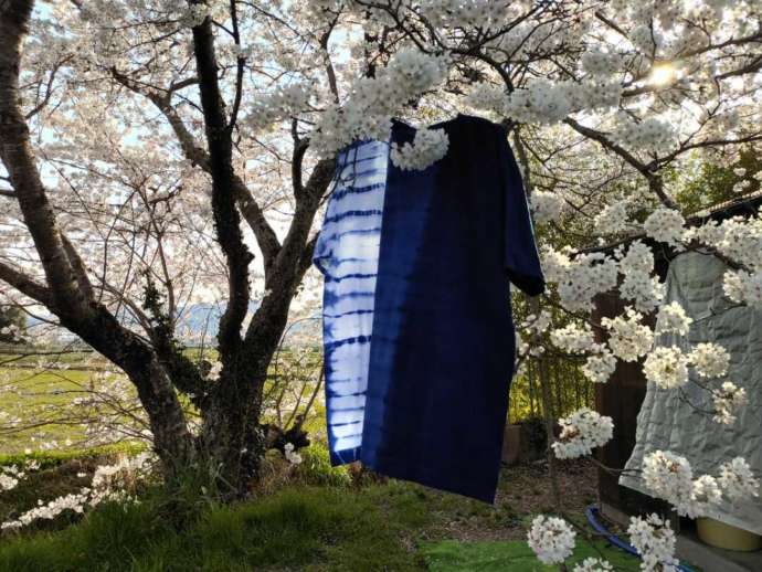 「京都ほづ藍工房株式会社」の工房前にある大きな桜の木と完成した半袖Tシャツ