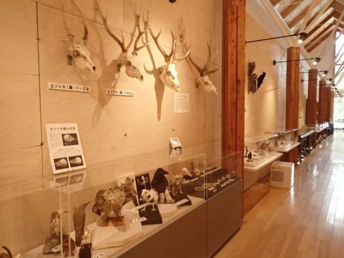 ひがし大雪自然館の骨格標本と動物の剥製