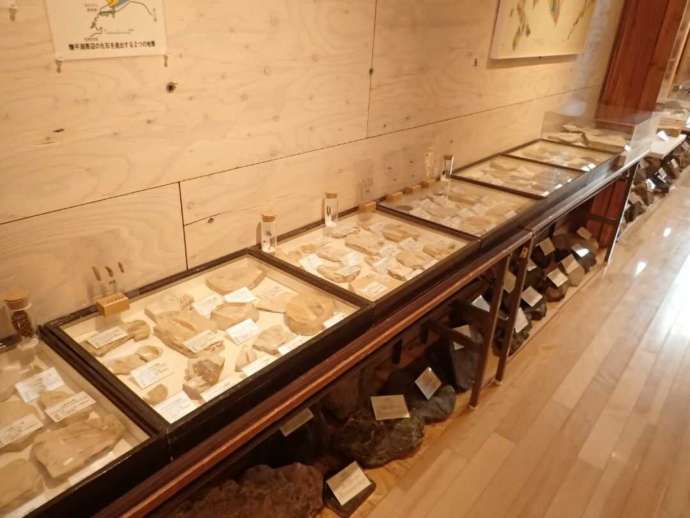 ひがし大雪自然館の化石の展示