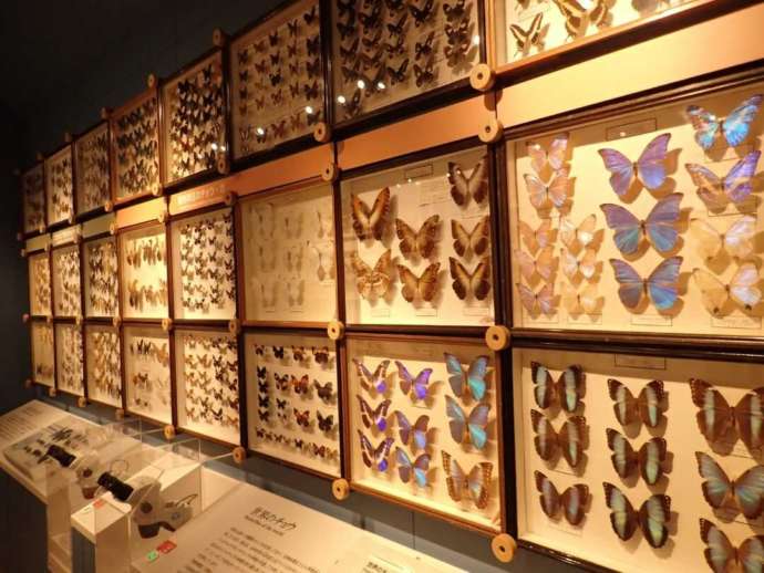 ひがし大雪博物資料館の外国産チョウ類の展示