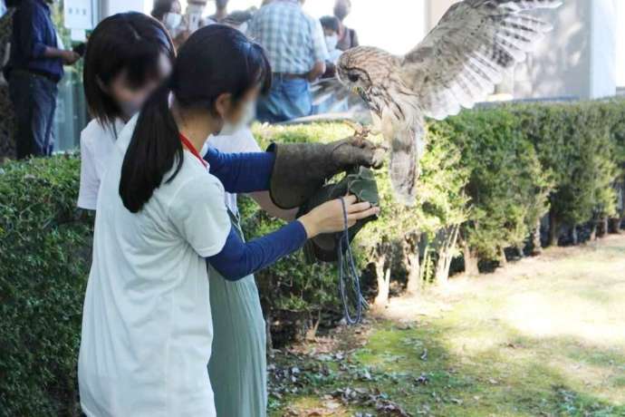 茨城県那珂市の茨城県植物園での猛禽ふれあいタイムの様子