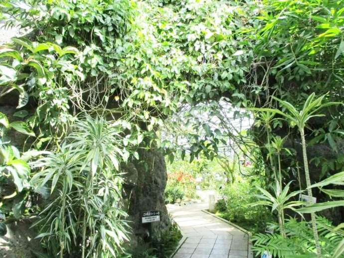 茨城県那珂市の茨城県植物園にある熱帯植物館内のトンネル