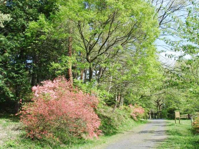 茨城県那珂市の茨城県植物園内にある県民の森の散策路