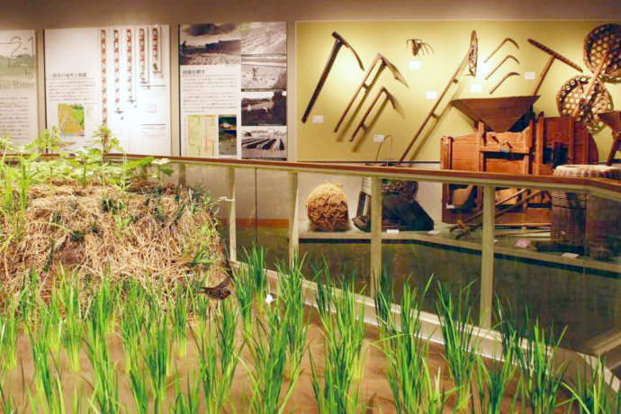 展示室「自然と暮らす」で再現されている農業景観「島畑」と農具