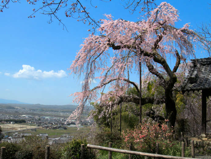 京都府井手町にある地蔵禅院のしだれ桜