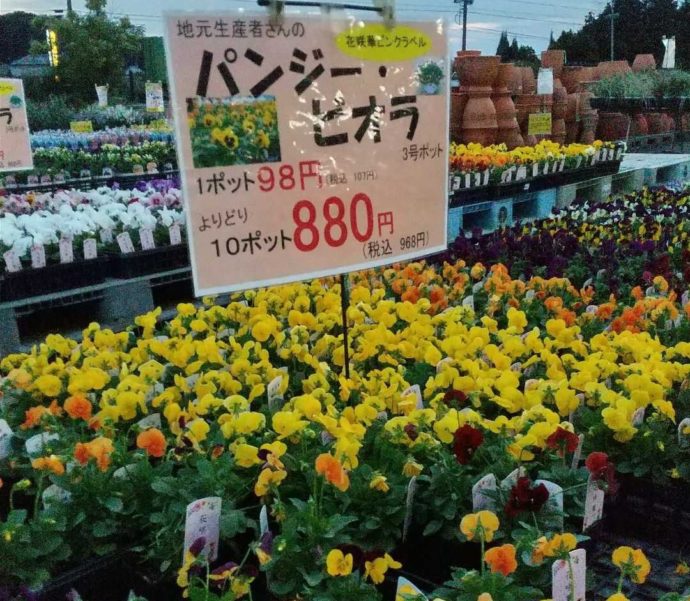 伊木山ガーデンで売られている花苗