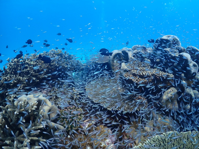 伊平屋ブルーのサンゴ礁