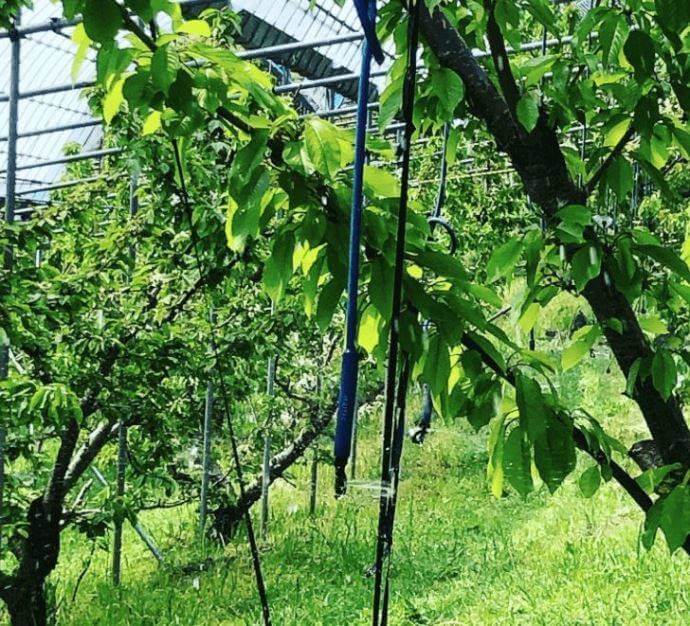 いいじまフルーツ観光園で収穫できるサクランボや桃は栽培方法にこだわりはありますか？