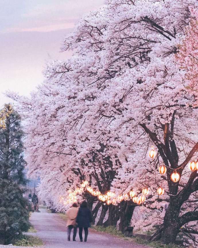 提灯でライトアップされた藤巻川沿いの桜