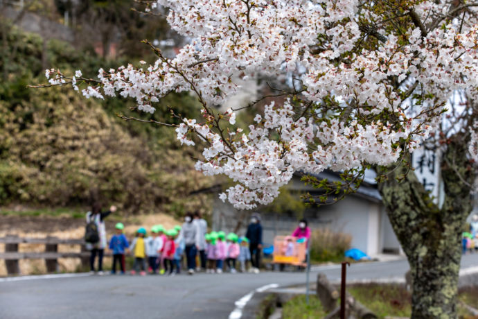 桜の木の向こうに、お散歩をしている園児たち