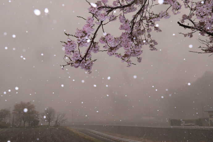 雪が降る中、桜が開花した風景
