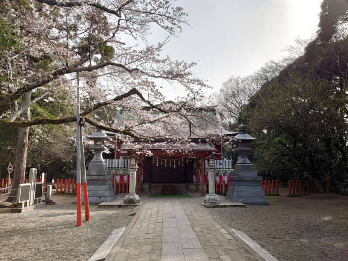 「息栖神社」社殿と開花した宮桜