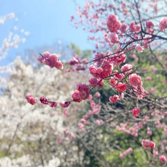 美しい花が咲き乱れる龍眼寺の境内