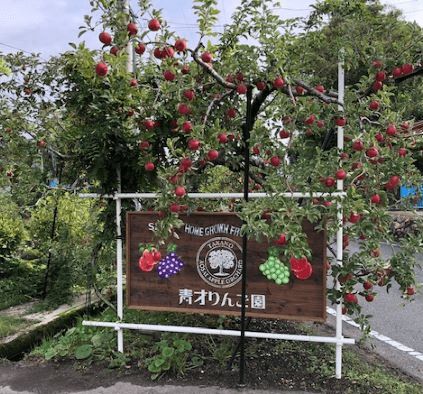 広島県庄原市でりんご狩りができる青才りんご園