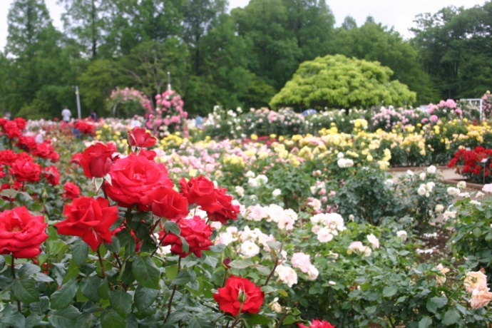 町制施行記念公園で咲き乱れるバラ