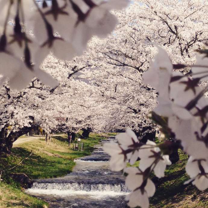 満開の桜のトンネルに彩られた観音寺川