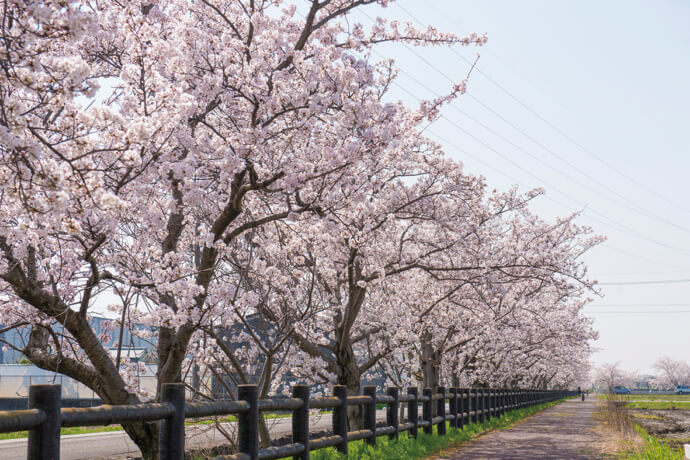 稲沢市の桜並木