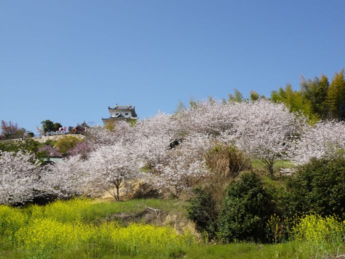 因島水軍城と桜の風景