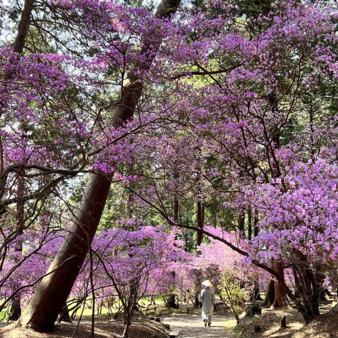 伊奈冨神社の境内に紫ツツジが咲き誇る様子