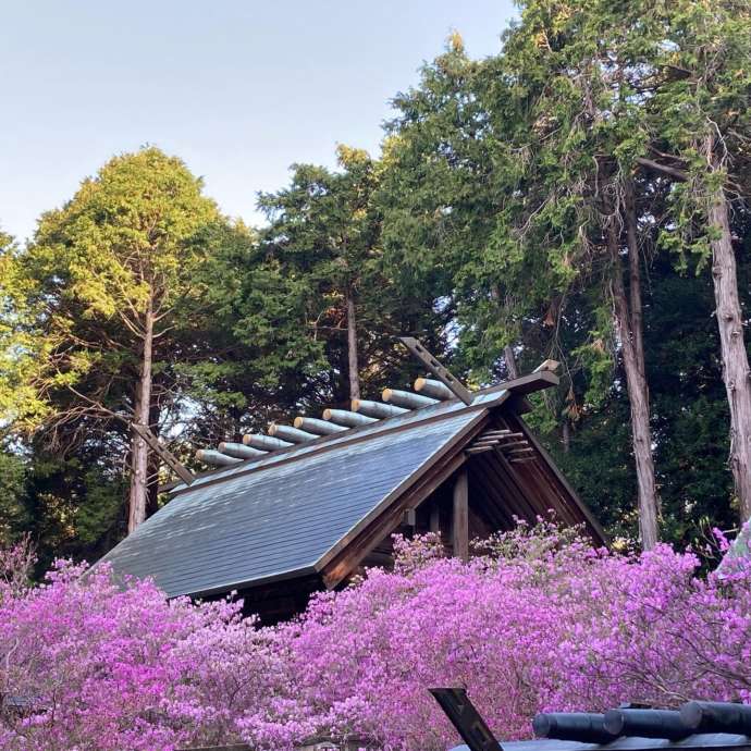 伊奈冨神社の境内に紫ツツジが咲き誇る様子