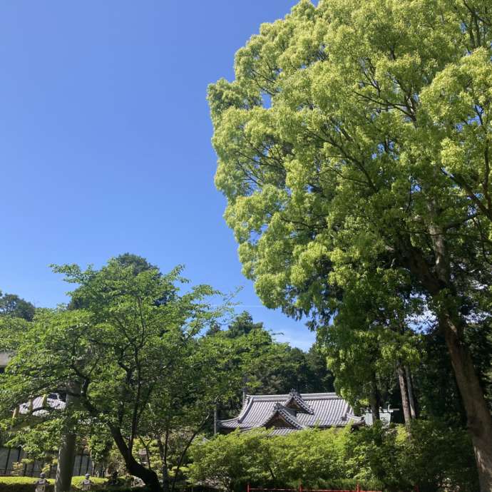 伊奈冨神社の境内が新緑に包まれている様子