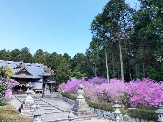伊奈冨神社の外観と参道の脇に咲く紫ツツジ